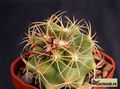 THELOCACTUS heterochromus 